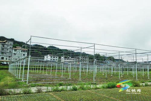 小香菇撐起鄉(xiāng)村振興大舞臺(tái)