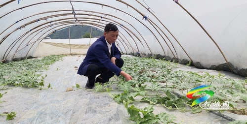 肖朝發(fā)：用10年心血，帶領(lǐng)群眾奔小康