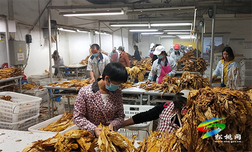 瓦溪鄉(xiāng)：一片“黃金葉”百姓致富金
