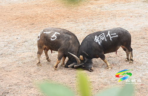 ​中國苗王城：數萬賓朋相聚，歡慶四月八