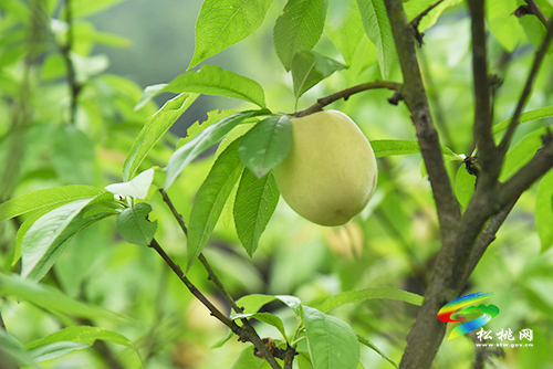 ​松桃矮塞村：壯大集體經(jīng)濟(jì)　助力鄉(xiāng)村振興