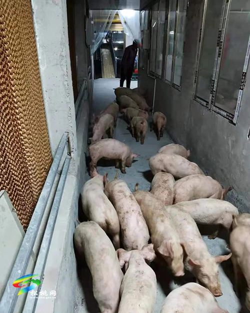 松桃同利合作社首批1600頭生豬入欄