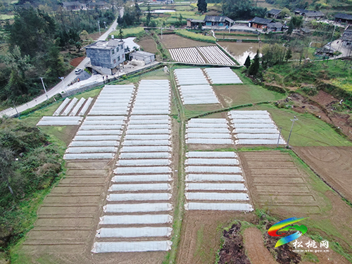 你知道我是怎么從綠葉變“金葉”的嗎？