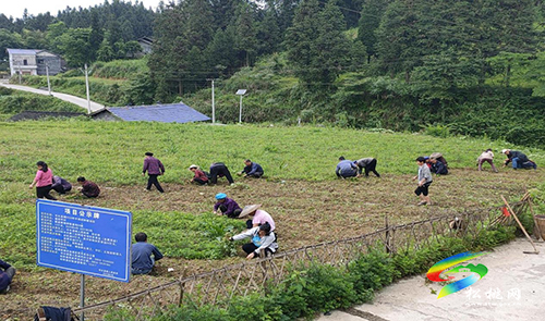 冷水溪鎮(zhèn)通塔坪村：組織發(fā)動群眾調(diào)動力、因地制宜促鄉(xiāng)村振興