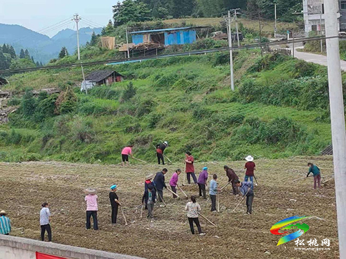 冷水溪鎮(zhèn)通塔坪村：組織發(fā)動群眾調(diào)動力、因地制宜促鄉(xiāng)村振興