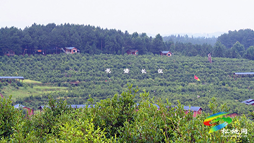 省人大農(nóng)委主任委員楊云一行來松桃調(diào)研油茶產(chǎn)業(yè)工作