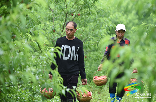 松桃九江：百畝桃林致富果，陣陣桃香撲鼻來