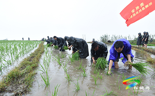 松桃：搶抓農(nóng)時，民兵冒雨助農(nóng)栽秧忙
