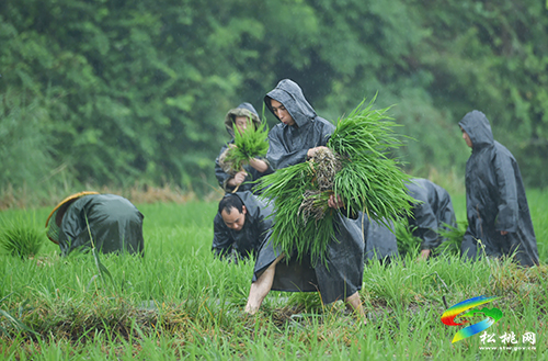 松桃：搶抓農(nóng)時，民兵冒雨助農(nóng)栽秧忙
