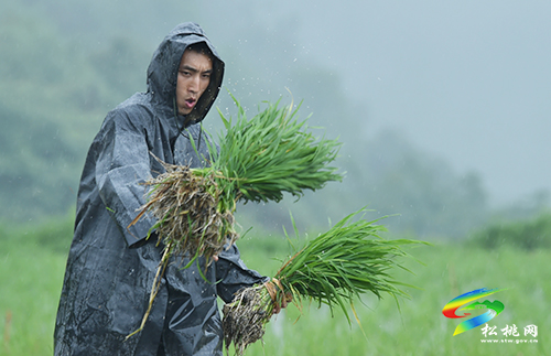 松桃：搶抓農(nóng)時，民兵冒雨助農(nóng)栽秧忙