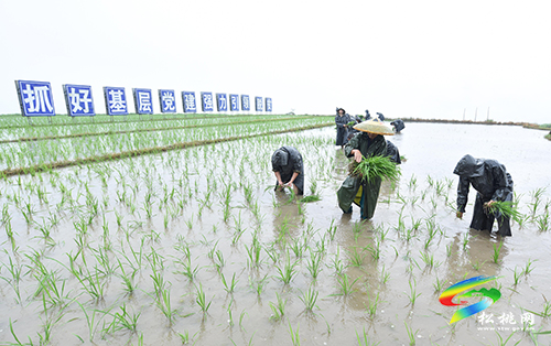 松桃：搶抓農(nóng)時，民兵冒雨助農(nóng)栽秧忙