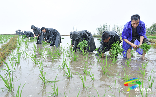 松桃：搶抓農(nóng)時，民兵冒雨助農(nóng)栽秧忙