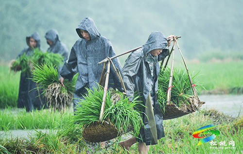 松桃：搶抓農(nóng)時，民兵冒雨助農(nóng)栽秧忙