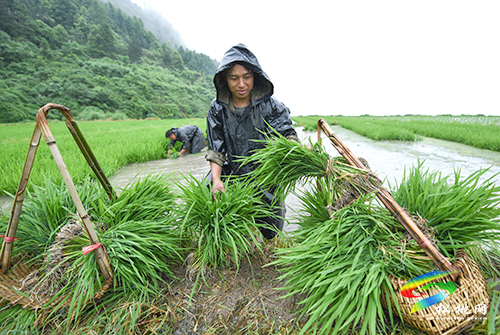 松桃：搶抓農(nóng)時，民兵冒雨助農(nóng)栽秧忙