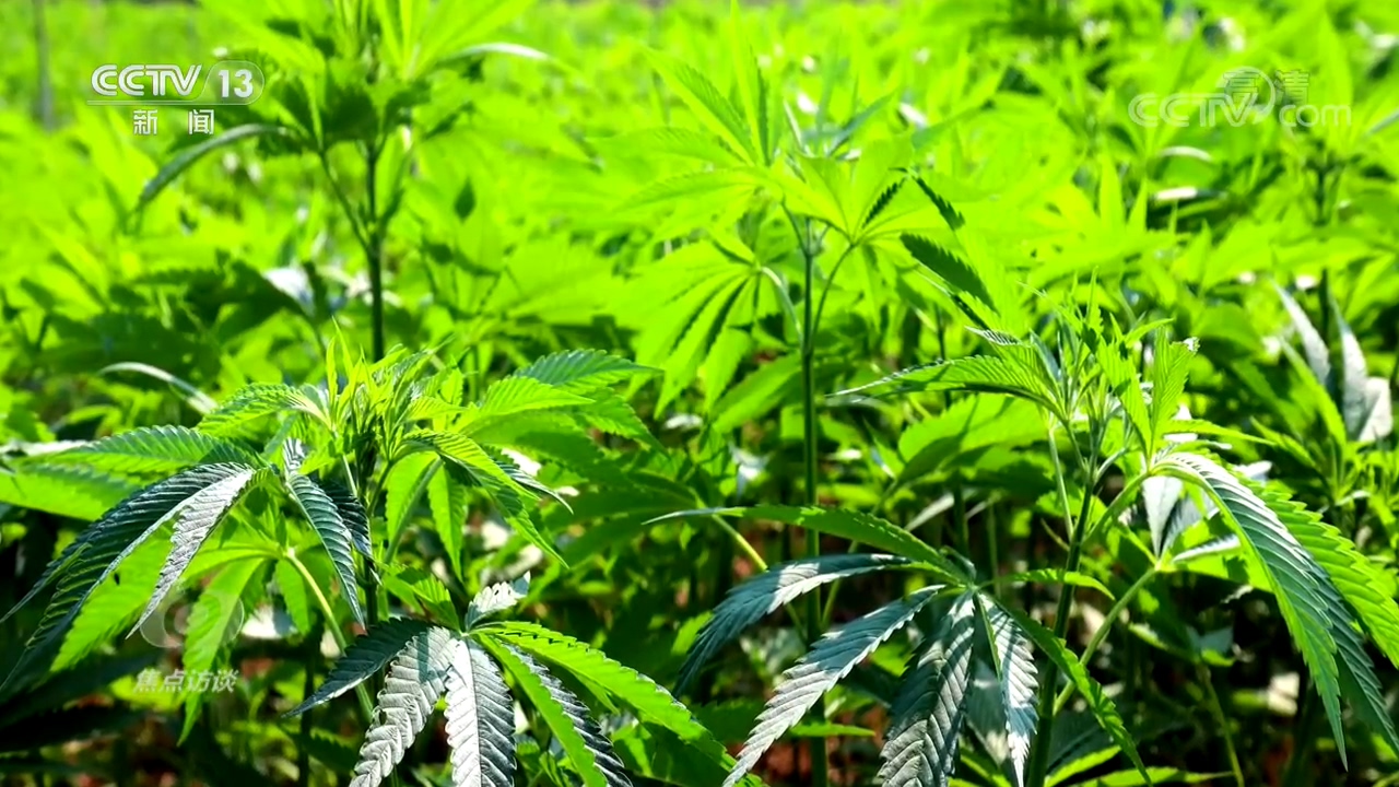 焦點(diǎn)訪談：“合法上頭”？斬斷源頭！