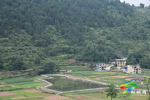 鄉(xiāng)村振興路上的實干家