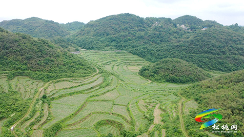 長坪鄉(xiāng)：烤煙長勢好，煙農(nóng)管護(hù)忙