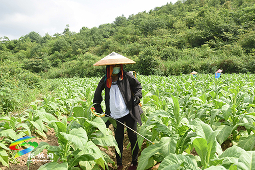 長坪鄉(xiāng)：烤煙長勢好，煙農(nóng)管護(hù)忙