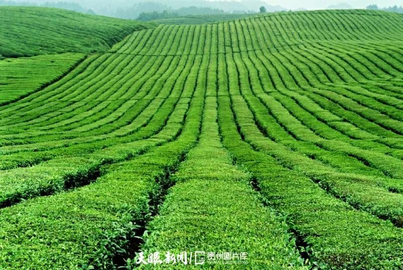 《貴州日?qǐng)?bào)》刊登乾興平文章：共同構(gòu)建人與自然生命共同體