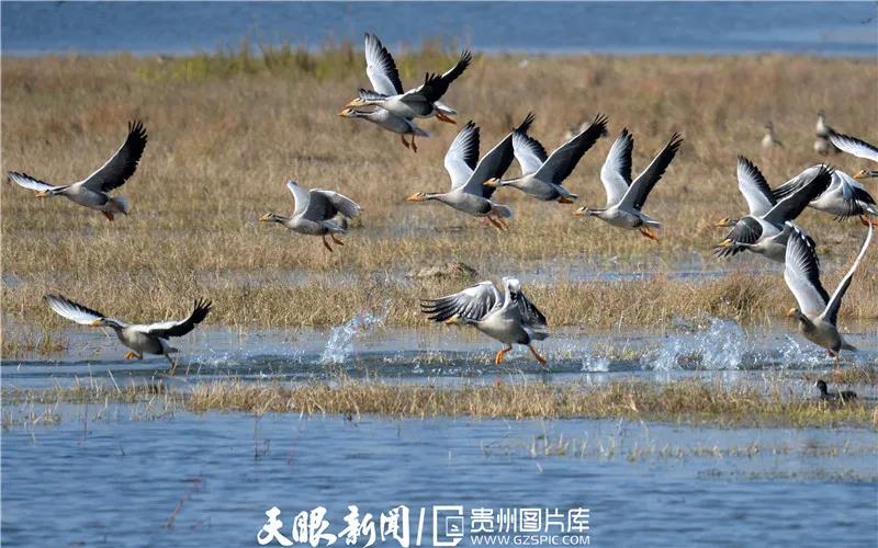《貴州日?qǐng)?bào)》刊登乾興平文章:共同構(gòu)建人與自然生命共同體