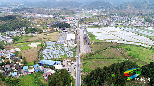 太平營大橋壩“巨峰葡萄”提前成熟