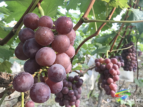 太平營大橋壩“巨峰葡萄”提前成熟