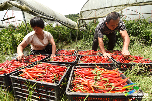 九江街道：果蔬飄香產(chǎn)業(yè)興