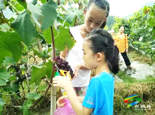 沙壩葡萄喜獲豐收