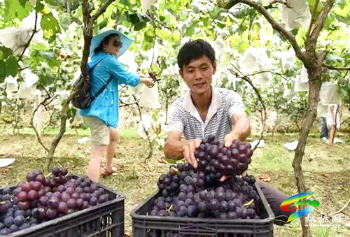 沙壩葡萄喜獲豐收