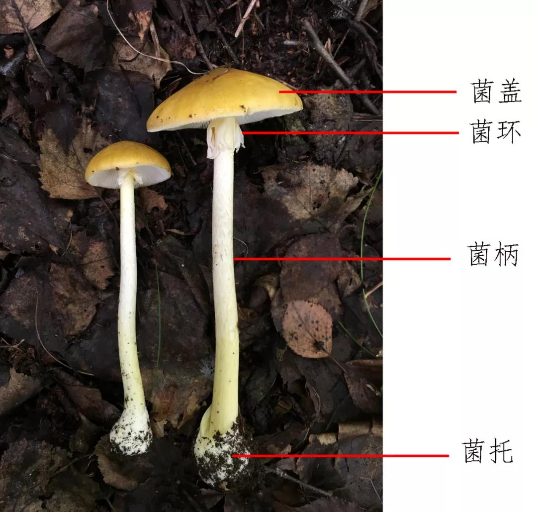 又到了采蘑菇，吃鮮蘑的季節(jié)！注意！注意！注意！