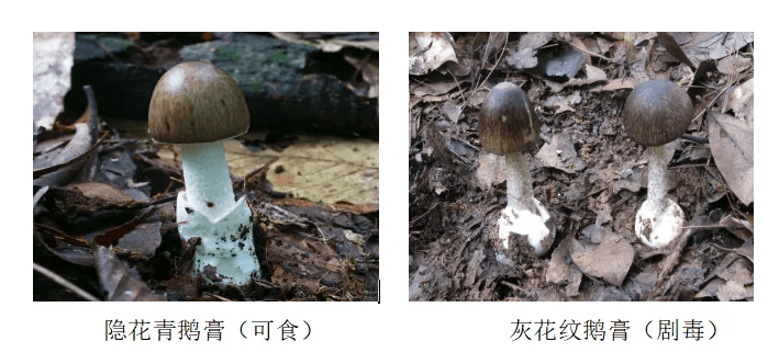 又到了采蘑菇，吃鮮蘑的季節(jié)！注意！注意！注意！