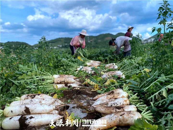 山海赴新程 風(fēng)勁正揚帆丨貴州主動融入粵港澳大灣區(qū)擴大開放發(fā)展