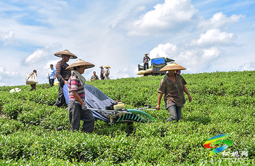 世昌街道：秋茶采收生產(chǎn)忙