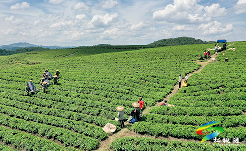 世昌街道：秋茶采收生產(chǎn)忙
