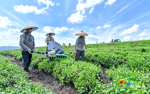 世昌街道：秋茶采收生產(chǎn)忙