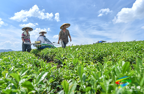 世昌街道：秋茶采收生產(chǎn)忙