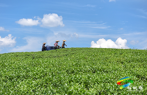 世昌街道：秋茶采收生產(chǎn)忙