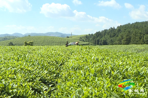 正大鎮(zhèn)：秋茶產(chǎn)銷兩旺