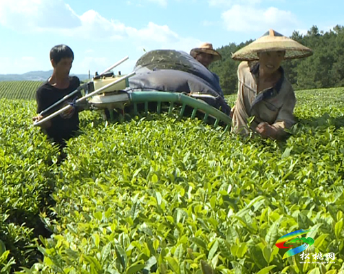 正大鎮(zhèn)：秋茶產(chǎn)銷兩旺