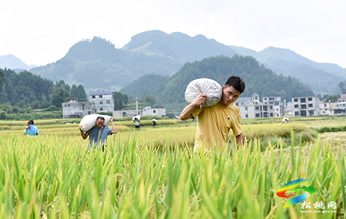 世昌街道：稻谷飄香采收忙