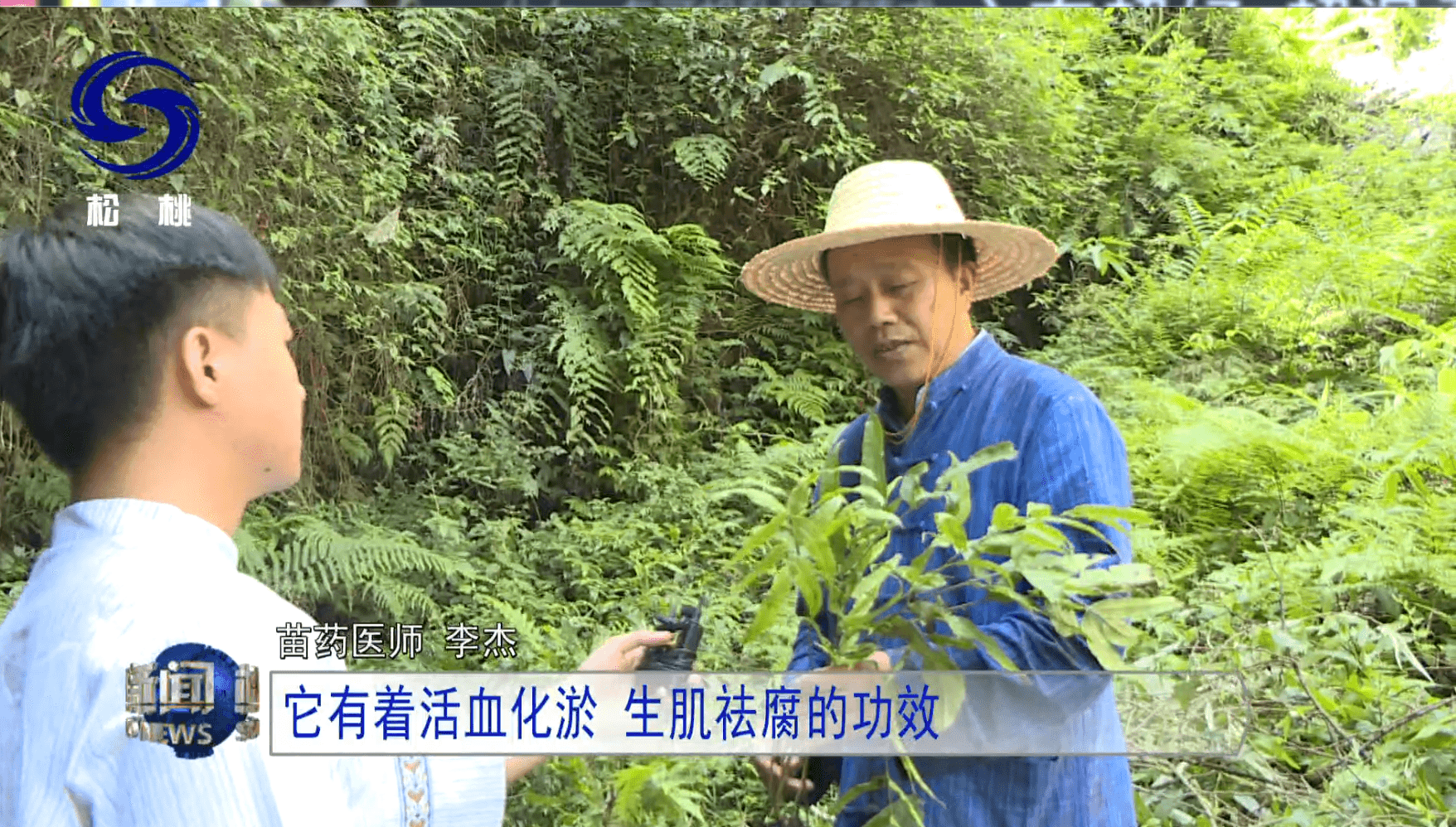 【鄉(xiāng)村振興記者行】苗疆藏靈草　惠澤千萬家