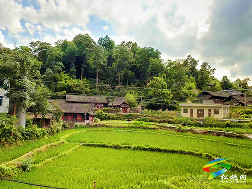 松桃:一個(gè)特困家庭的勵(lì)志脫貧路