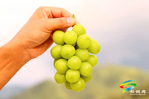 【我為群眾辦實事】松桃全力打通農(nóng)特產(chǎn)品銷售渠道