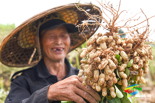 松桃：珍珠花生豐收忙采收