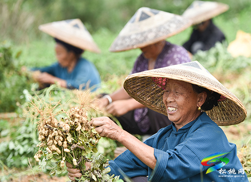 松桃：珍珠花生豐收忙采收