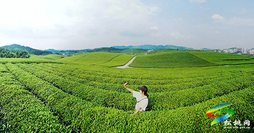 ​正大鎮(zhèn):茶業(yè)品牌助推茶旅融合