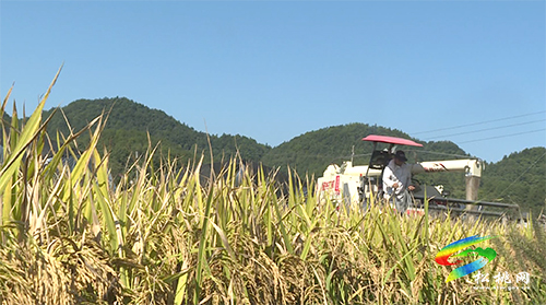 松桃：22萬(wàn)畝水稻迎豐收　機(jī)械化作業(yè)助力收割