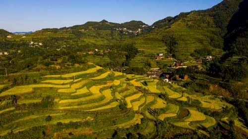 【中國農(nóng)民豐收節(jié)】松桃：金秋時節(jié)“畫”豐收