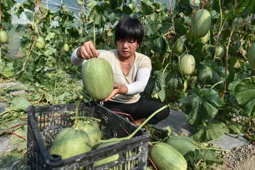 【中國農(nóng)民豐收節(jié)】松桃：金秋時節(jié)“畫”豐收