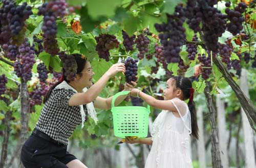 【中國農(nóng)民豐收節(jié)】松桃：金秋時節(jié)“畫”豐收